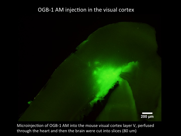 Calcium activity recording in the mouse visual cortex